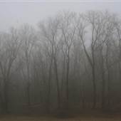 Levee Woods