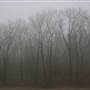 Levee Woods