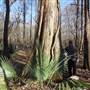 Delta National Forest