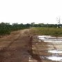 Cornfield