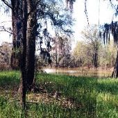 Wheat Swamp