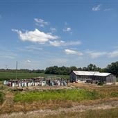 Hwy 82 between Indianola & Greenwood - Rural Shack & Murray Gins
