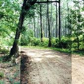 Roads, Lake, Forest