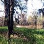 Wheat Swamp