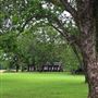 Pecan Grove