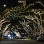 Ocean Springs - Downtown Holiday Tree Lights
