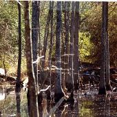 swamps, Aberdeen