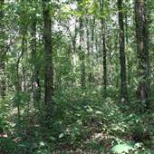 Yazoo National Forest