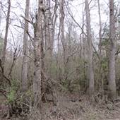 Forestlands