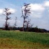 McKnight Farm