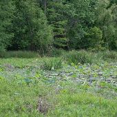 Lillypad Pond