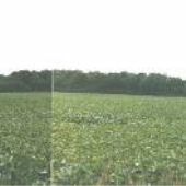 Swamp