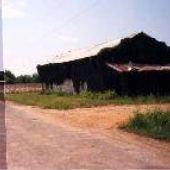 Shed with kudzu and cotton