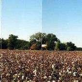 Cotton and House
