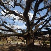Friendship Oak