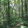Yazoo National Forest