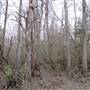 Forestlands