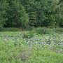 Lillypad Pond