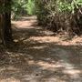 Trails of Diamondhead