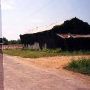 Shed with kudzu and cotton