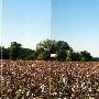 Cotton and House