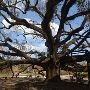 Friendship Oak