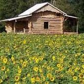 Mitchell Farms