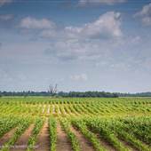 Delta Field