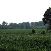 Corn fields, Hwy 49 N