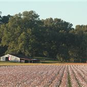 Coffeeville Barn in Field