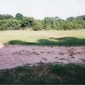 Black Socks Field