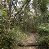 Wooded Dirt Roads