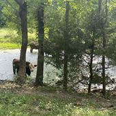 Old Country Farm