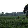 Corn fields, Hwy 49 N