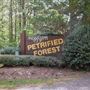 Mississippi Petrified Forest