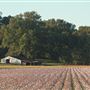 Coffeeville Barn in Field