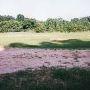 Black Socks Field
