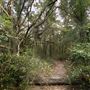 Wooded Dirt Roads