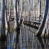 Natchez Trace Cypress Swamp
