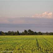 Delta Field