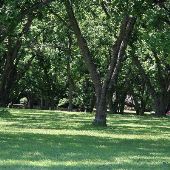 Pecan Grove