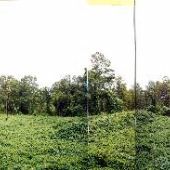 Kudzu Valley