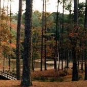 Homochitto National Forest