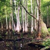 Swamp