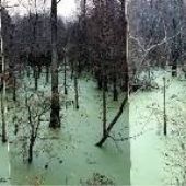 Swamps
