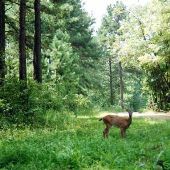 Natchez Trace