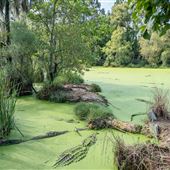 Gulf Coast Gator Ranch & Tours