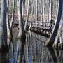Natchez Trace Cypress Swamp