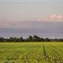 Delta Field