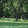 Pecan Grove